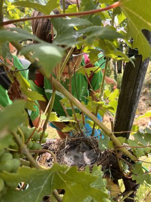 Fattoria didattica3-min